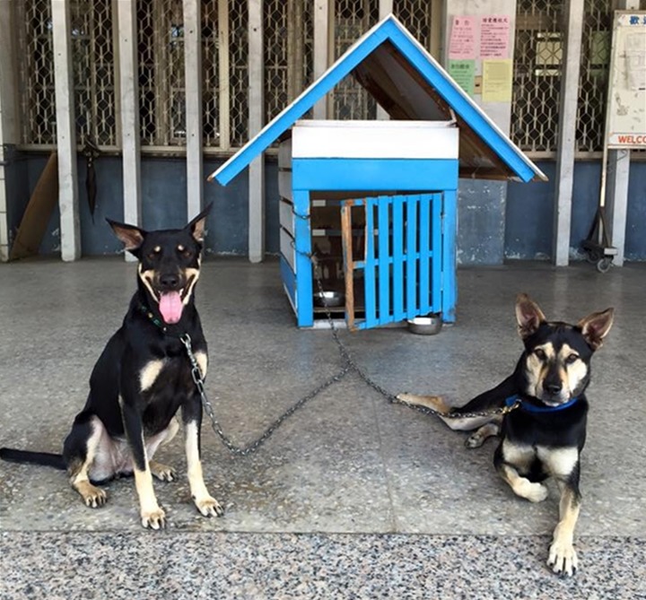 圖為大仁國中校犬超仁和超妹。　大仁國中校犬專區提供