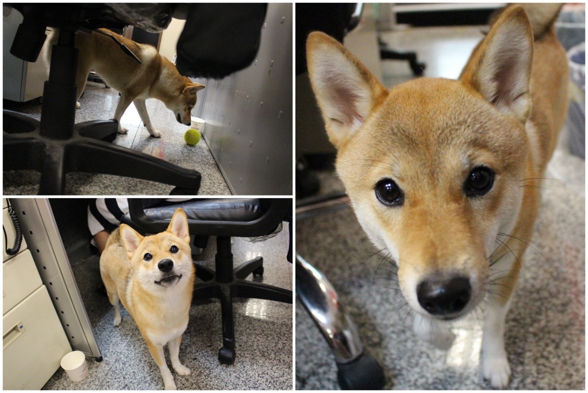 王奕涵工作的時候，七辣會在辦公室自由走動，好動的牠最愛咬著球到處找人陪牠玩！　黃靖雅/攝