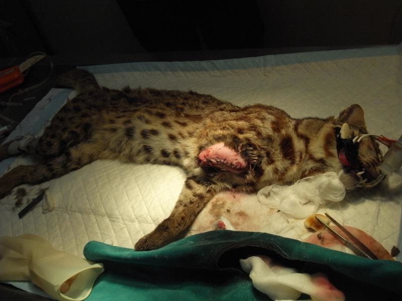 2011年誤中捕獸鋏枉死的石虎。取自林務局網站