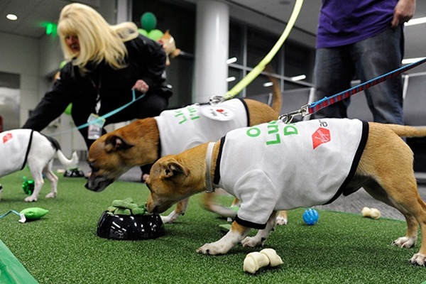 狗狗們穿上一樣的衣服,在機場還可以先玩耍。 取自Virgin America