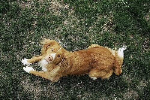 毛孩的生命短暫,在毛孩過世後,飼主們通常怎麼懷念牠們呢? 示意圖。取自filcker: Christopher Woo