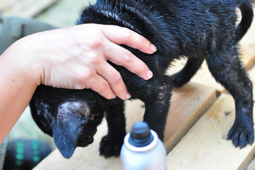 黑色米克斯幼犬剛來時有疥癬，須隔離上藥。  樂逗森林/提供