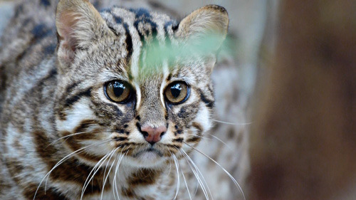 圖說：石虎是台灣僅存的原生種野生貓科動物，體型與家貓相仿，特色為眼窩內側白色條紋以及耳後塊斑。取自網路