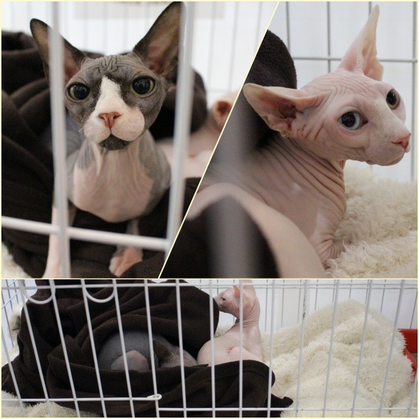 斯芬克斯貓又稱無毛貓，對溫度相當敏感。  江幸芸/攝