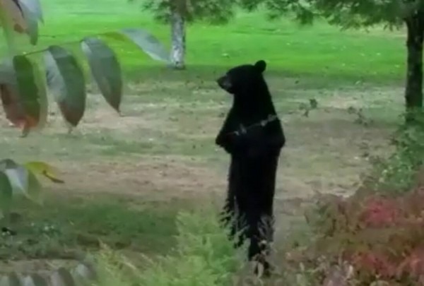 紐澤西站立熊Petals被弓箭射死，引起當地居民和網友不滿。  取自Pedals The Injured Bipedal Bear