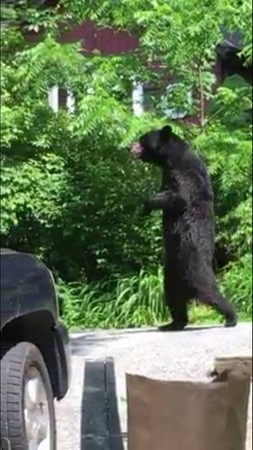 關心Pedals的居民很用心想保護牠。　取自Pedals The Injured Bipedal Bear