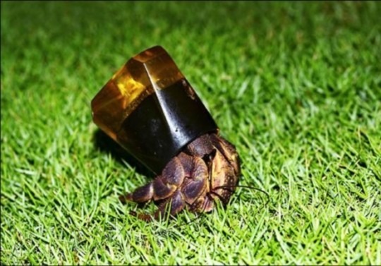 看到揹著人類廢棄物的寄居蟹,令人震撼難過。 取自網路