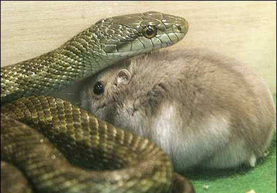 誰也沒法想到，蛇與老鼠居然可以和平共處。 取自網路