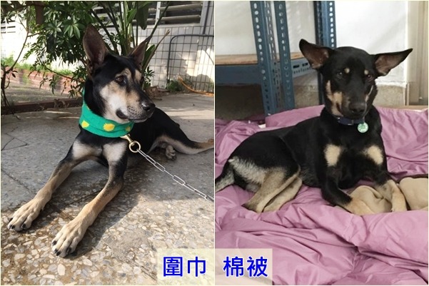 輔仁大學「關懷流浪動物志工團隊(Doggy Club)」過年前會幫狗舍大掃除。 Doggy Club/提供
