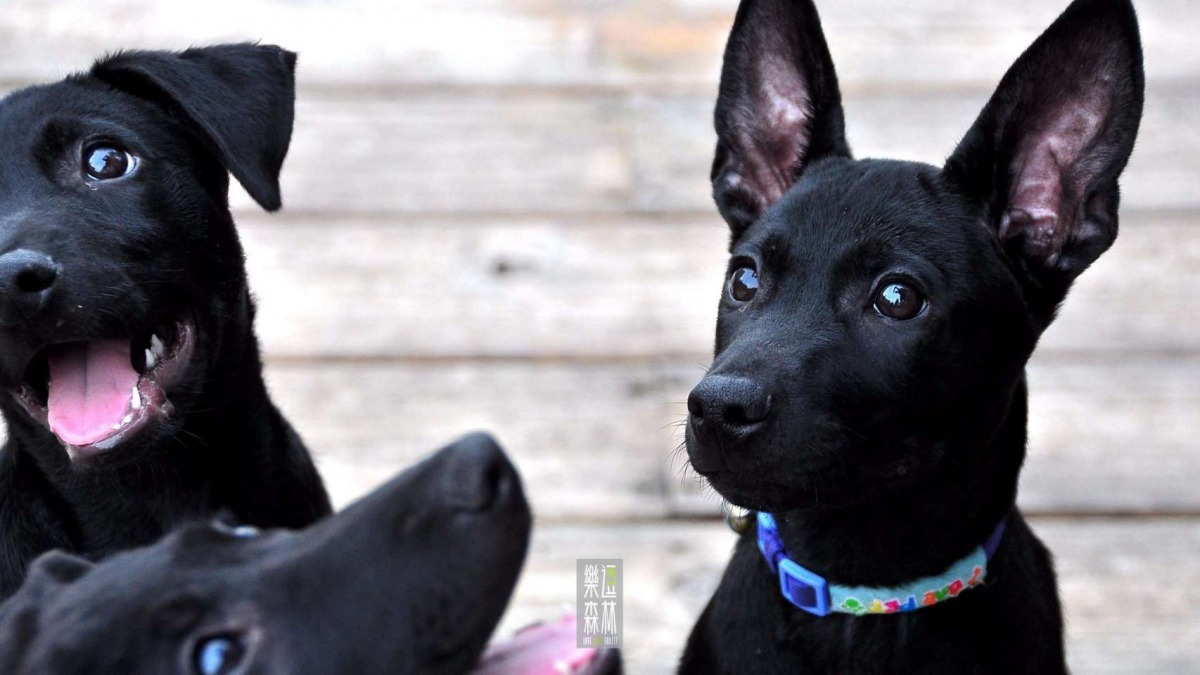 你願意成為牠的家人嗎? 樂逗森林/提供