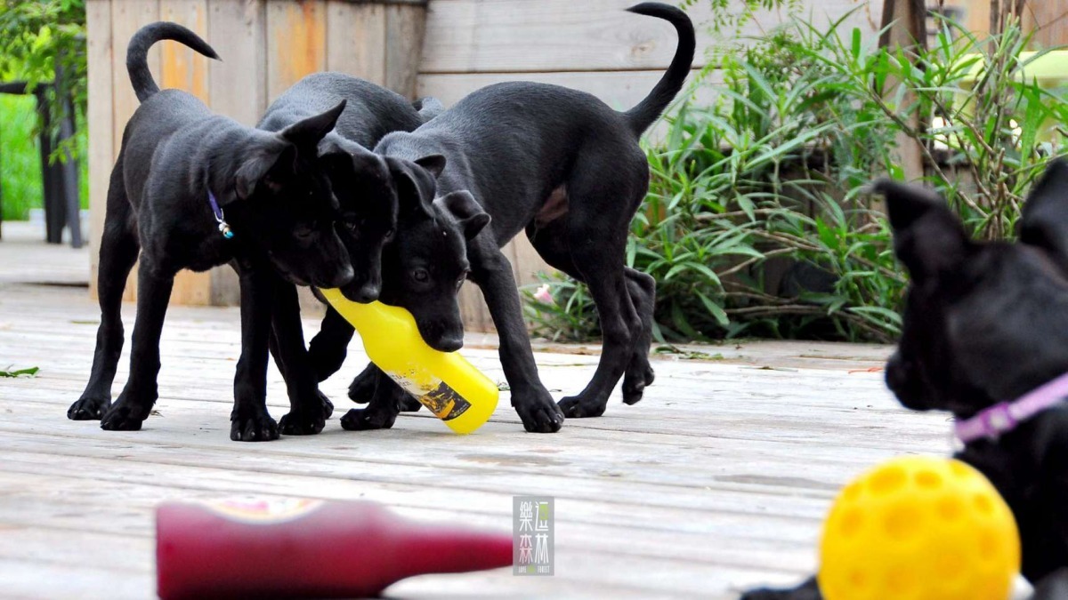 樂逗森林開店滿週年,兩個月前迎接中途浪犬入住,現在有4隻2個多月大的米克斯等待領養喔! 樂逗森林/提供