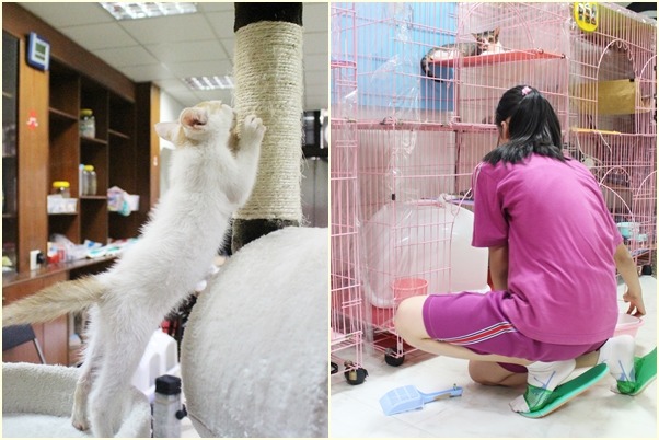 上學日的中午和放學時間,學生都會到貓咪宿舍打掃,而在安全的環境中,貓咪隨時都能出來放風。 江幸芸/攝