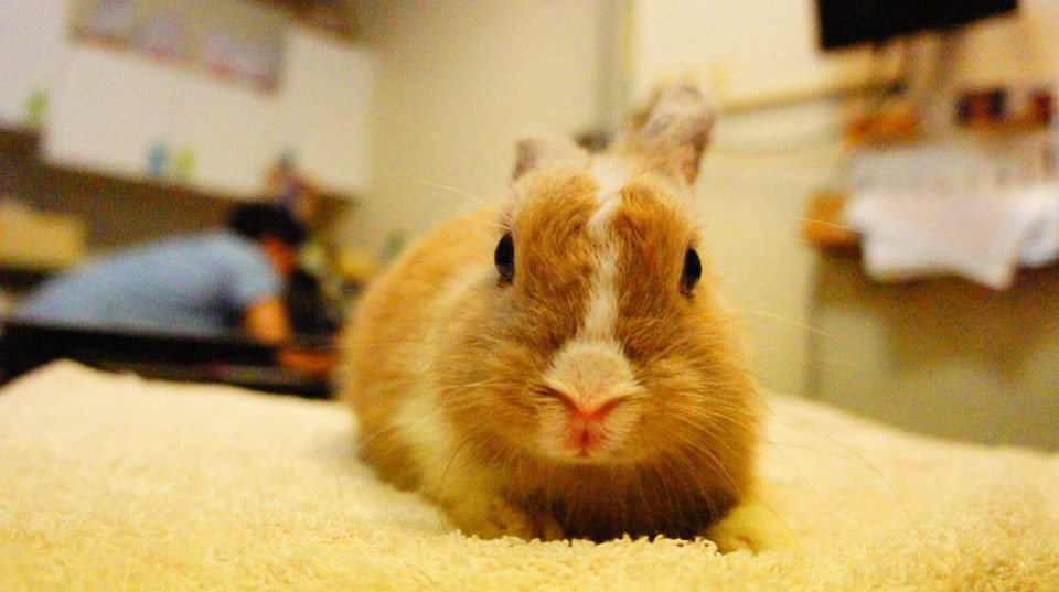 肚澤明有鞭毛蟲,但活動力還算不錯。 取自台灣愛兔協會