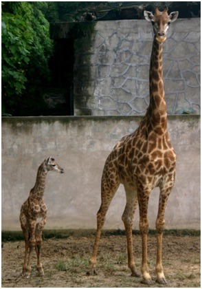 被哥本哈根動物園肢解的長頸鹿，引發爭議。 中新社