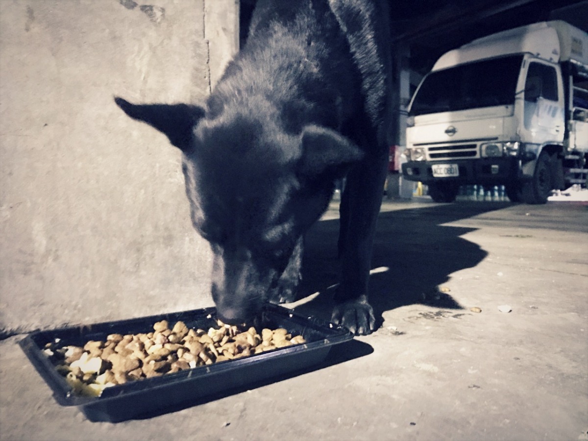 黑黑會把飼料留一些給浪貓。 　蔡悶悶/提供