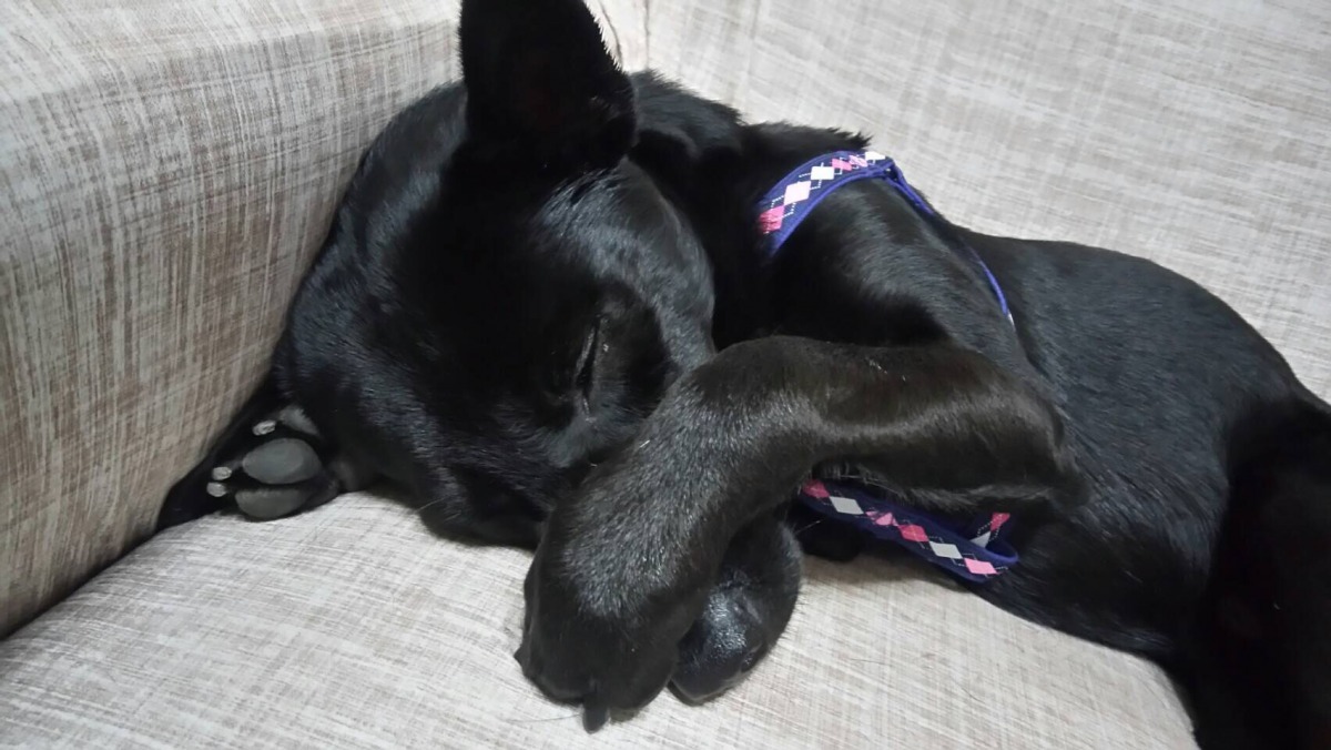 黑黑到新家才一週就適應得很好囉！　蔡悶悶/提供