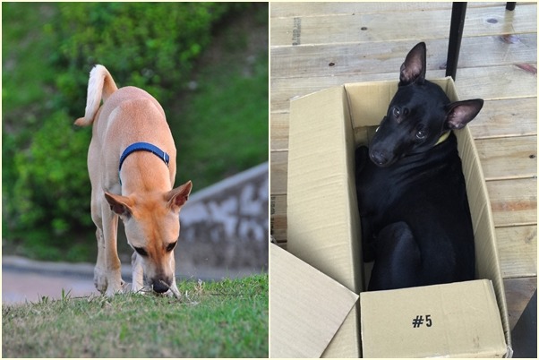 楊杰承兩隻愛犬是樂逗森林的鎮店之寶。 楊杰承/提供