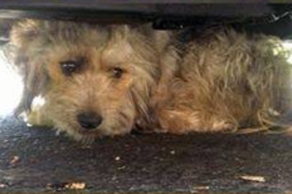 曾經享有幸福的家犬難以適應街頭流浪生活。　取自英國《都市報》