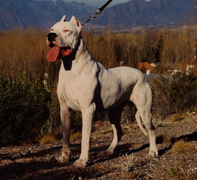 阿根廷杜告犬性情溫和，但仍被部分國家（如：日本、英國）視為危險犬種，禁止出入口。　取自網路