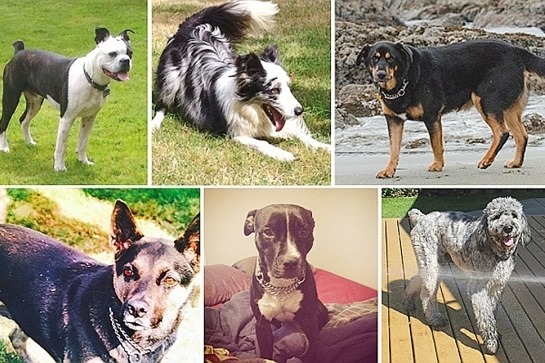 民眾和飼主最後在河谷的小溝中發現6隻狗狗的屍體。　取自Delta Optimist