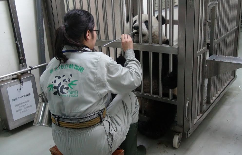 團團張嘴訓練，讓獸醫可以檢查牙齒。　台北市立動物園/提供