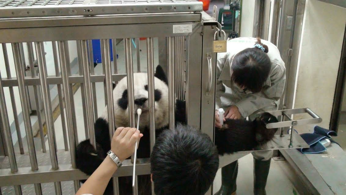 圓圓的打針練習，讓獸醫未來打針時不必先用吹箭麻醉牠。　台北市立動物園/提供