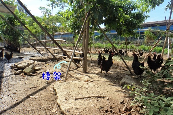根據規定，每隻雞應有15公分以上的棲架。　福壽實業/提供