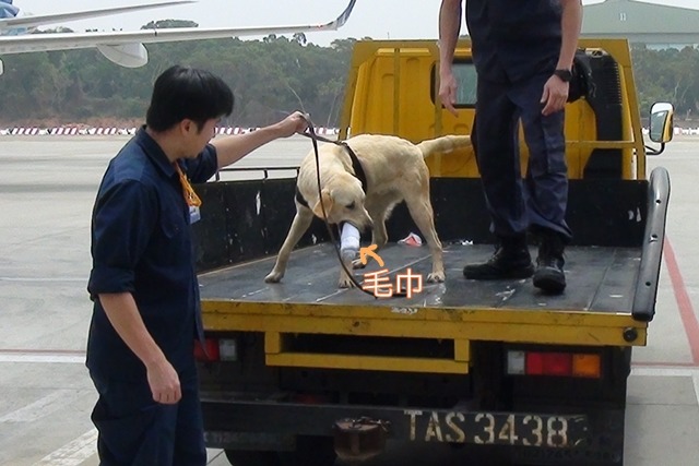 緝毒犬完成工作後，會獲得毛巾捲當獎勵。　財政部關務署/提供