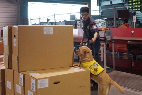 海關緝毒犬往往在旅客看不見的地方工作。　財政部關務署/提供