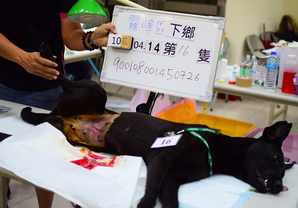 圖為台灣之心愛護動物協會下鄉絕育照。　資料照，江幸芸/攝