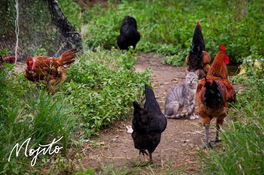 七美的貓和雞住在一起，形成特殊的景象。　Mojito/提供