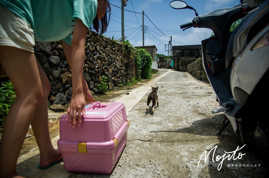 駐紮任務今年在七美協助島貓絕育。　Mojito/提供