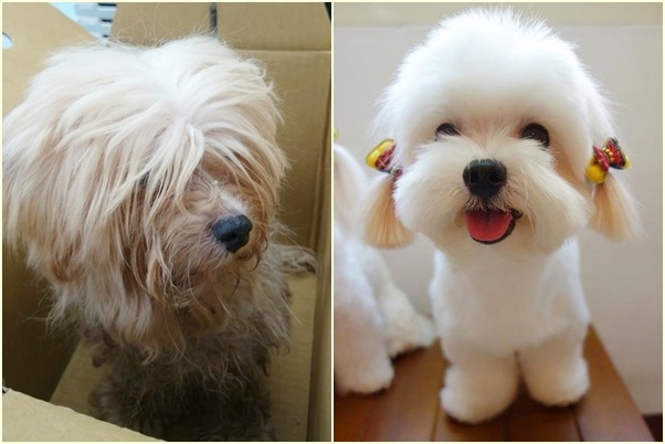 毛臉臉社團救援的Duffy,曾經髒得像毛球,現在簡直無人不愛! 毛臉臉社團/提供