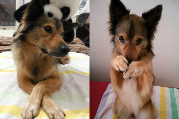 董小姐的愛犬本來是暴衝狗，經過一年矯正已經穩定許多。  董小姐/提供