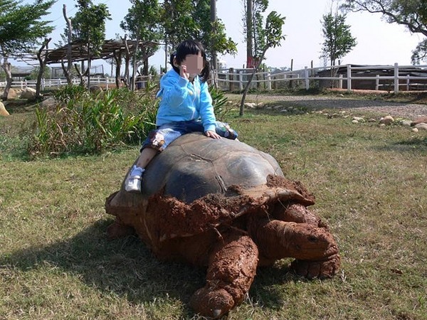 台中的天馬牧場曾推出讓遊客騎乘象龜的活動。此為示意圖。　Flickr_ eChen
