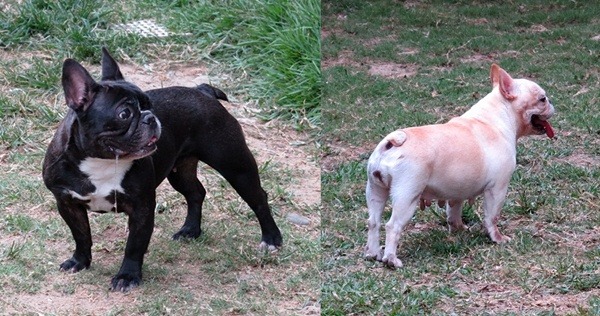 鍾昇樺表示，法鬥最容易有過敏體質。　取自網路