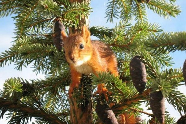 松鼠偶爾也會到外面玩耍,時間到了就回家。 取自英國《鏡報》
