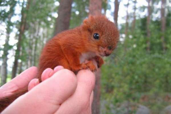松鼠寶寶被撿到的時候,還這麼小! 取自英國《鏡報》