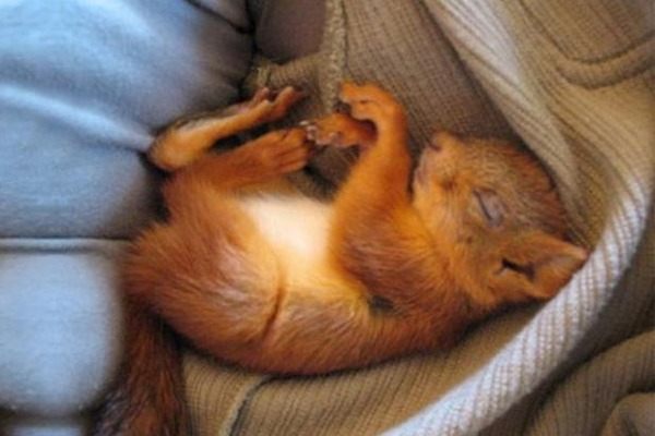 小松鼠睡覺的樣子,就像個嬰兒。 取自英國《鏡報》