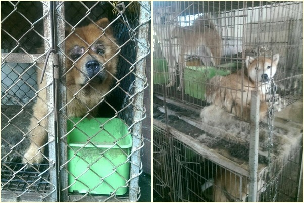 繁殖業者在屏東市有合法登記場所，卻把多數犬隻移到內埔鄉房舍，飼養環境髒亂。　台灣愛狗人協會/提供