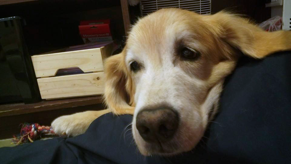 店狗肥肥有癌症，幸好被CHIEN B'ON 'BON 寵物洗澎澎領養出來開心養老囉！　Thil/提供