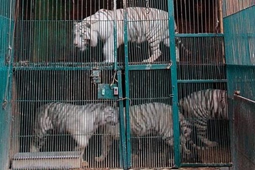 墨西哥一處私人動物園如煉獄，籠子層層疊疊，環境惡劣讓動物身心受創。　取自The Malta Independent Online