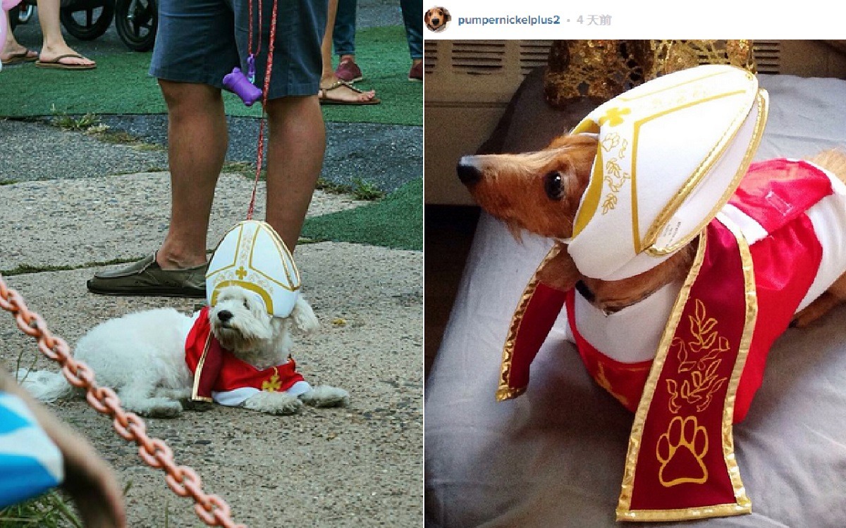 比熊教宗(左)和臘腸教宗(右)駕到囉！　取自Instagram PumperNickelPlus2、PhillyStomp