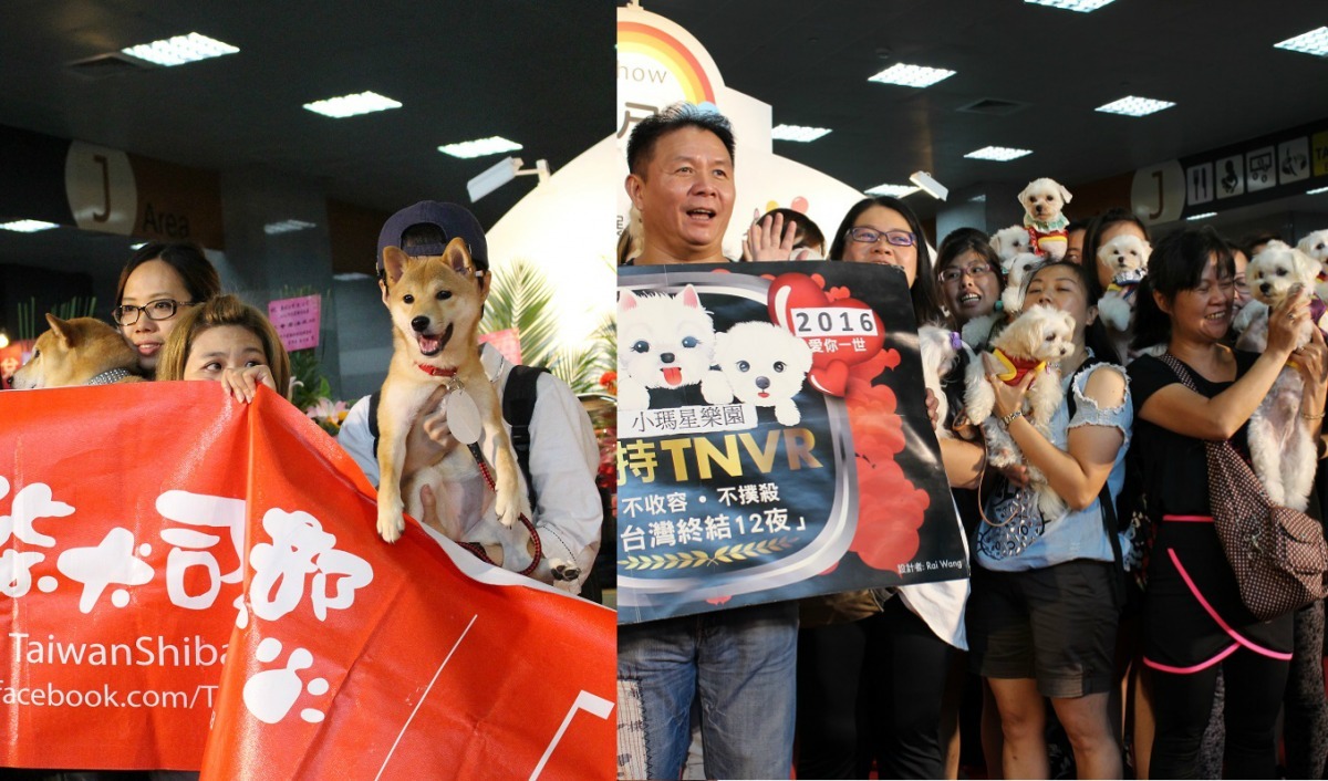 柴犬和瑪爾濟斯家族。　黃靖雅/攝