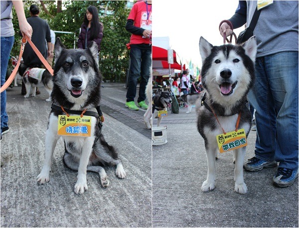 待送養的3寶(左)和肥肥(右),吸引許多民眾停下腳步。 黃靖雅/攝