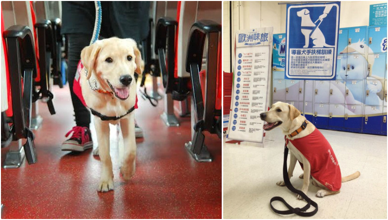 猜猜牠們進行了哪些特訓? 台灣導盲犬協會、Link小日子/提供
