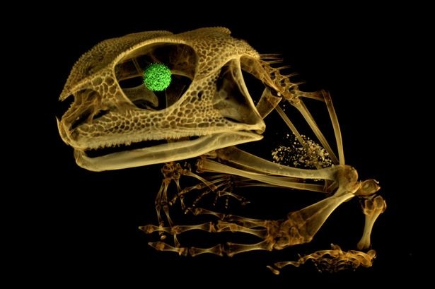 雖然表情看似猙獰，但它可不是迅猛龍而是青蛙。　取自Natural History Museum