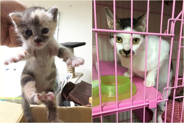 輔仁大學「關懷流浪動物志工團隊(Doggy Club)」過年前會幫狗舍大掃除。 Doggy Club/提供