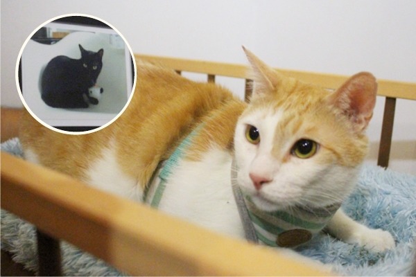 人氣貓咪「黃阿瑪」拍攝時特別關注後宮的黑貓Socles（小圖）。　江幸芸/攝