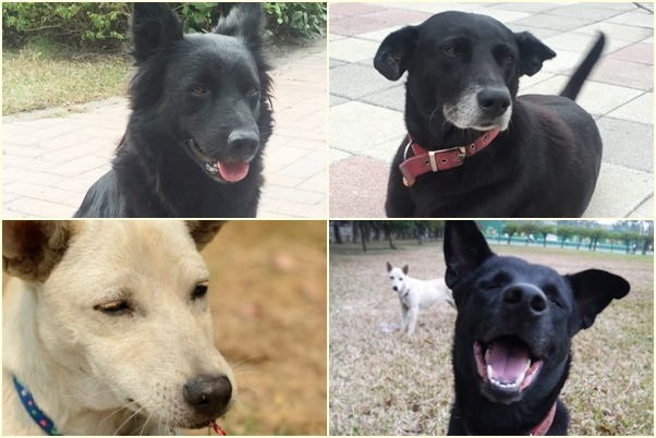 高雄餐旅大學一次幫4隻狗兒報名！　取自活動官網